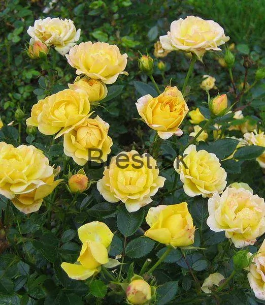 Rosa yellow fairy